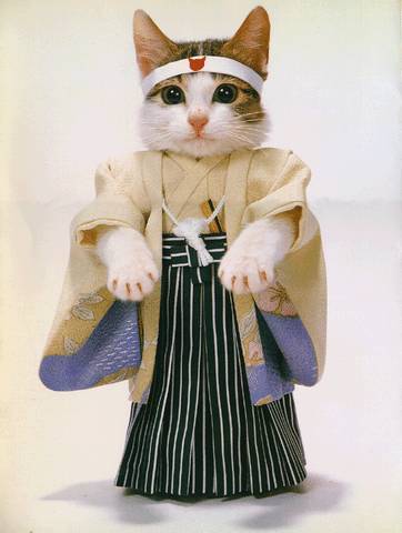 Un chat Japonais??